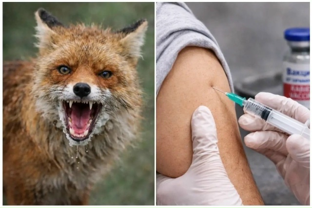 Когда нужна вакцинация от бешенства?