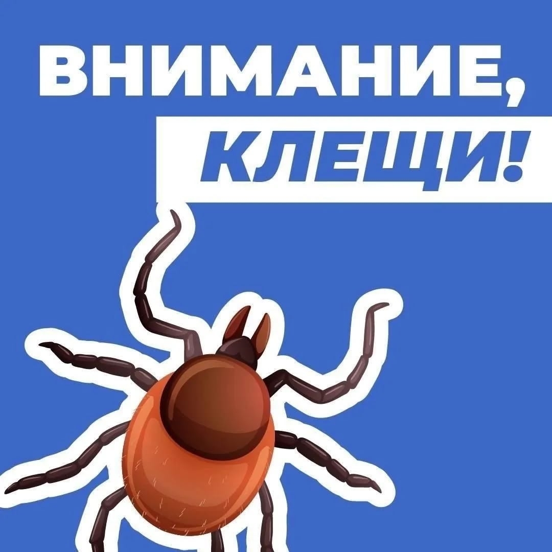 ️Внимание, клещи!